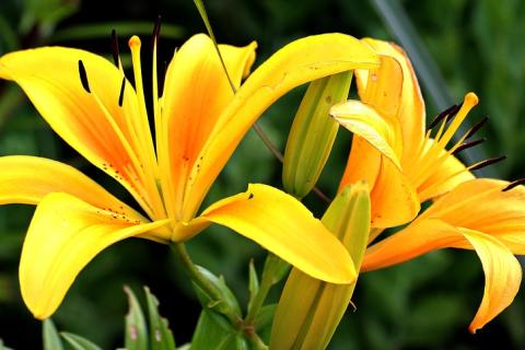 Yellow flowers. The Thai for "yellow flowers" is "ดอกไม้สีเหลือง". Yellow flowers. The Thai for "yellow flowers" is "ดอกไม้สีเหลือง".