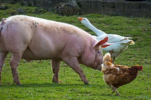 A pig, a chicken and a goose. The Thai for "a pig, a chicken and a goose" is "หมู ไก่ และห่าน". A pig, a chicken and a goose. The Thai for "a pig, a chicken and a goose" is "หมู ไก่ และห่าน".