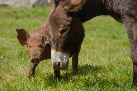 A pig and a donkey. The Thai for "a pig and a donkey" is "หมูและลา". A pig and a donkey. The Thai for "a pig and a donkey" is "หมูและลา".