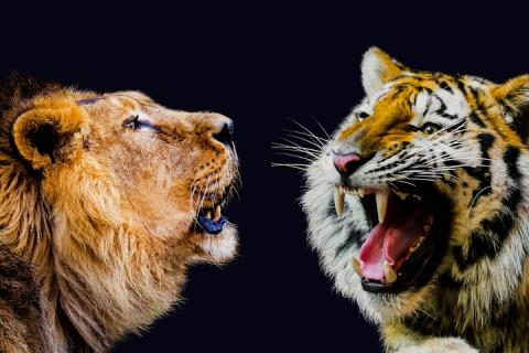 A lion and a tiger. The Thai for "a lion and a tiger" is "สิงโตและเสือ". A lion and a tiger. The Thai for "a lion and a tiger" is "สิงโตและเสือ".