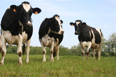 Three cows. The Thai for "three cows" is "วัวสามตัว". Three cows. The Thai for "three cows" is "วัวสามตัว".