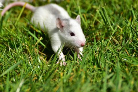 A white rat. The Thai for "a white rat" is "หนูสีขาวหนึ่งตัว". A white rat. The Thai for "a white rat" is "หนูสีขาวหนึ่งตัว".