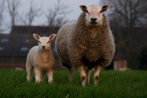 A sheep and a lamb. The Thai for "a sheep and a lamb" is "แกะและลูกแกะ". A sheep and a lamb. The Thai for "a sheep and a lamb" is "แกะและลูกแกะ".