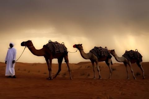 A man and three camels. The Thai for "a man and three camels" is "ผู้ชายและอูฐสามตัว". A man and three camels. The Thai for "a man and three camels" is "ผู้ชายและอูฐสามตัว".