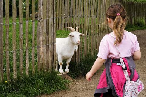 A white goat and a girl. The Thai for "a white goat and a girl" is "แพะสีขาวและเด็กผู้หญิง". A white goat and a girl. The Thai for "a white goat and a girl" is "แพะสีขาวและเด็กผู้หญิง".
