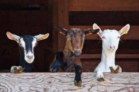 Three goats. The Thai for "three goats" is "แพะสามตัว". Three goats. The Thai for "three goats" is "แพะสามตัว".