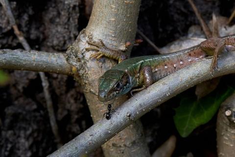 An ant and a lizard. The Thai for "an ant and a lizard" is "มดและกิ้งก่า". An ant and a lizard. The Thai for "an ant and a lizard" is "มดและกิ้งก่า".