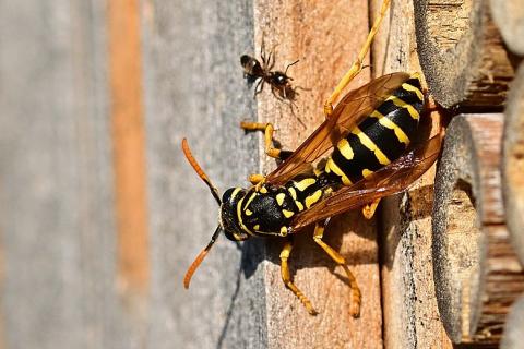 An ant and a bee. The Thai for "an ant and a bee" is "มดและผึ้ง". An ant and a bee. The Thai for "an ant and a bee" is "มดและผึ้ง".