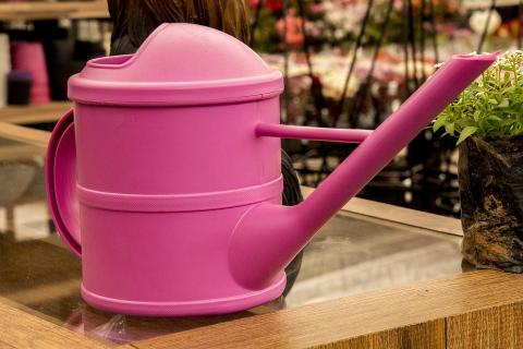 A pink watering can. The Thai for "a pink watering can" is "บัวรดน้ำสีชมพู". A pink watering can. The Thai for "a pink watering can" is "บัวรดน้ำสีชมพู".