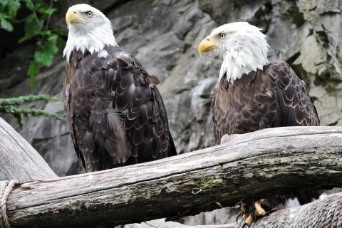 Two eagles. The Thai for "two eagles" is "นกอินทรีสองตัว". Two eagles. The Thai for "two eagles" is "นกอินทรีสองตัว".