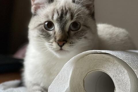 A cat and a toilet roll. The Thai for "a cat and a toilet roll" is "แมวและทิชชู่". A cat and a toilet roll. The Thai for "a cat and a toilet roll" is "แมวและทิชชู่".