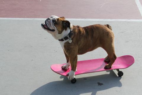 A dog and a pink skateboard. The Thai for "a dog and a pink skateboard" is "สุนัขและสเก็ตบอร์ดสีชมพู". A dog and a pink skateboard. The Thai for "a dog and a pink skateboard" is "สุนัขและสเก็ตบอร์ดสีชมพู".