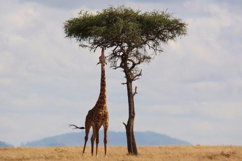 A giraffe and a tree. The Thai for "a giraffe and a tree" is "ยีราฟและต้นไม้". A giraffe and a tree. The Thai for "a giraffe and a tree" is "ยีราฟและต้นไม้".