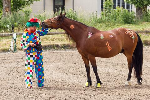 A clown and a horse. The Thai for "a clown and a horse" is "ตัวตลกและม้า". A clown and a horse. The Thai for "a clown and a horse" is "ตัวตลกและม้า".