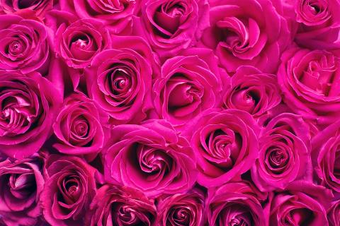 Rose. The Thai for "rose" is "กุหลาบ". Rose. The Thai for "rose" is "กุหลาบ".