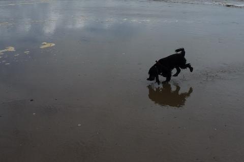 A black dog on the beach. The Thai for "a black dog on the beach" is "สุนัขสีดำบนชายหาด". A black dog on the beach. The Thai for "a black dog on the beach" is "สุนัขสีดำบนชายหาด".