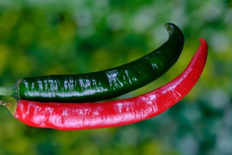 A green pepper and a red pepper. The Thai for "a green pepper and a red pepper" is "พริกเขียวและพริกแดง". A green pepper and a red pepper. The Thai for "a green pepper and a red pepper" is "พริกเขียวและพริกแดง".
