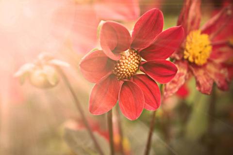Flowers and sunshine. The Thai for "flowers and sunshine" is "ดอกไม้และแสงแดด". Flowers and sunshine. The Thai for "flowers and sunshine" is "ดอกไม้และแสงแดด".