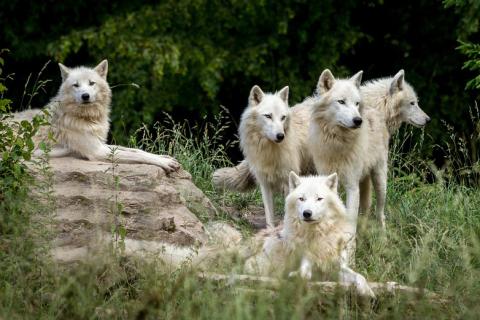 Five wolves. The Thai for "five wolves" is "หมาป่าห้าตัว". Five wolves. The Thai for "five wolves" is "หมาป่าห้าตัว".