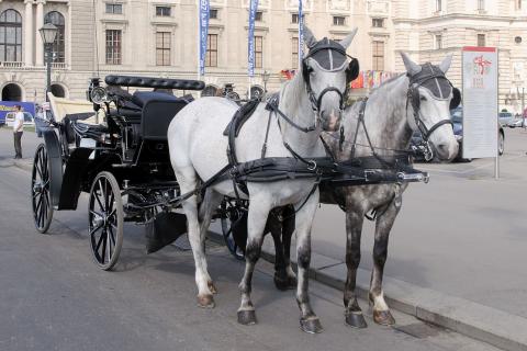 Horse carriage. The Thai for "horse carriage" is "รถม้า". Horse carriage. The Thai for "horse carriage" is "รถม้า".