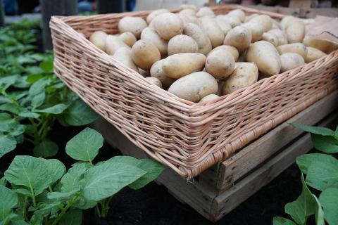 A basket of potatoes. The Thai for "a basket of potatoes" is "มันฝรั่งหนึ่งตะกร้า". A basket of potatoes. The Thai for "a basket of potatoes" is "มันฝรั่งหนึ่งตะกร้า".