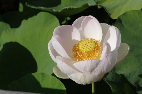 A white lotus flower. The Thai for "a white lotus flower" is "บัวสีขาว". A white lotus flower. The Thai for "a white lotus flower" is "บัวสีขาว".