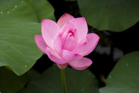 A pink lotus flower. The Thai for "a pink lotus flower" is "บัวสีชมพู". A pink lotus flower. The Thai for "a pink lotus flower" is "บัวสีชมพู".