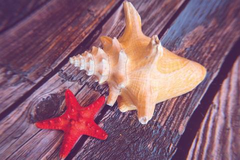 A starfish and a shell. The Thai for "a starfish and a shell" is "ปลาดาวและเปลือกหอย". A starfish and a shell. The Thai for "a starfish and a shell" is "ปลาดาวและเปลือกหอย".