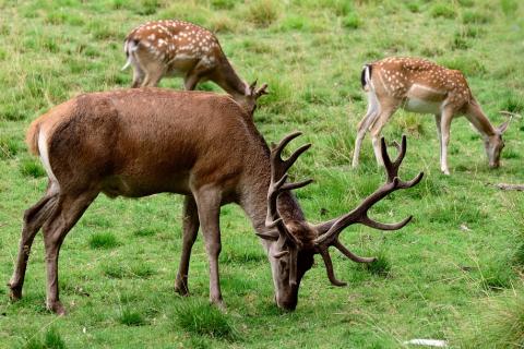 Three deer in a meadow. The Thai for "three deer in a meadow" is "กวางสามตัวบนทุ่งหญ้า". Three deer in a meadow. The Thai for "three deer in a meadow" is "กวางสามตัวบนทุ่งหญ้า".