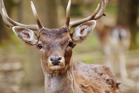 Deer. The Thai for "deer" is "กวาง". Deer. The Thai for "deer" is "กวาง".