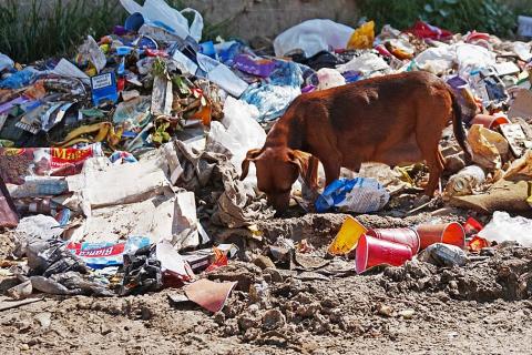 A dog stands on the trash. The Thai for "a dog stands on the trash" is "สุนัขยืนอยู่บนขยะ". A dog stands on the trash. The Thai for "a dog stands on the trash" is "สุนัขยืนอยู่บนขยะ".
