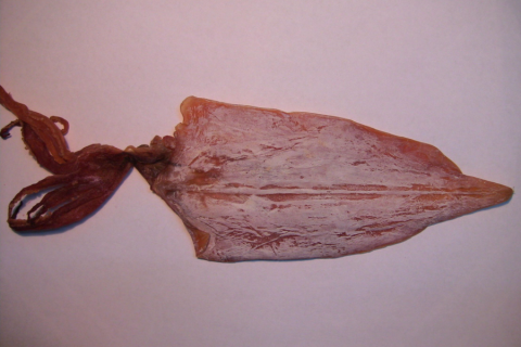 A dried squid. The Thai for "a dried squid" is "ปลาหมึกแห้งหนึ่งตัว". A dried squid. The Thai for "a dried squid" is "ปลาหมึกแห้งหนึ่งตัว".