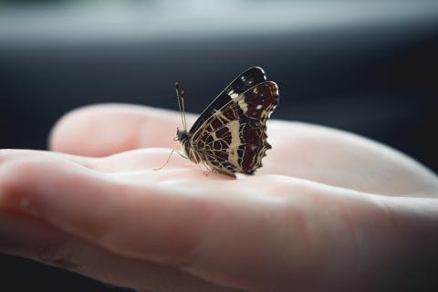 A butterfly on a hand. The Thai for "a butterfly on a hand" is "ผีเสื้อบนมือ". A butterfly on a hand. The Thai for "a butterfly on a hand" is "ผีเสื้อบนมือ".