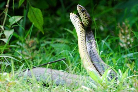 Two snakes. The Thai for "two snakes" is "งูสองตัว". Two snakes. The Thai for "two snakes" is "งูสองตัว".