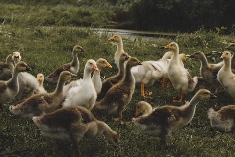 A group of ducks in a meadow. The Thai for "a group of ducks in a meadow" is "ฝูงเป็ดบนทุ่งหญ้า". A group of ducks in a meadow. The Thai for "a group of ducks in a meadow" is "ฝูงเป็ดบนทุ่งหญ้า".