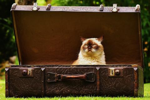 A cat in a leather suitcase. The Thai for "a cat in a leather suitcase" is "แมวในกระเป๋าหนัง". A cat in a leather suitcase. The Thai for "a cat in a leather suitcase" is "แมวในกระเป๋าหนัง".