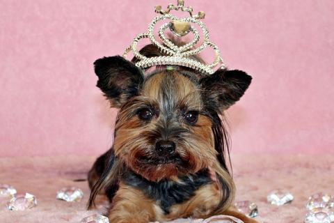 A dog with a diamond crown. The Thai for "a dog with a diamond crown" is "สุนัขกับมงกุฎเพชร". A dog with a diamond crown. The Thai for "a dog with a diamond crown" is "สุนัขกับมงกุฎเพชร".