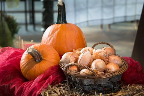 A basket of onions and two pumpkins. The Thai for "a basket of onions and two pumpkins" is "หัวหอมหนึ่งตะกร้าและฟักทองสองลูก". A basket of onions and two pumpkins. The Thai for "a basket of onions and two pumpkins" is "หัวหอมหนึ่งตะกร้าและฟักทองสองลูก".