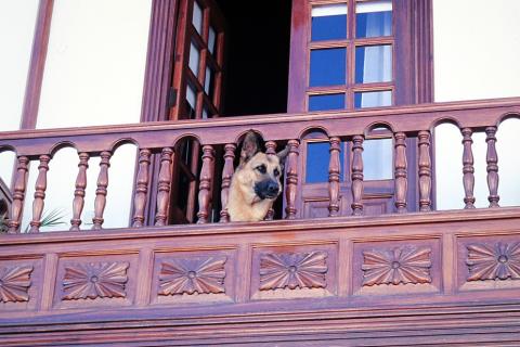 A dog on a wooden balcony. The Thai for "a dog on a wooden balcony" is "สุนัขบนระเบียงไม้". A dog on a wooden balcony. The Thai for "a dog on a wooden balcony" is "สุนัขบนระเบียงไม้".