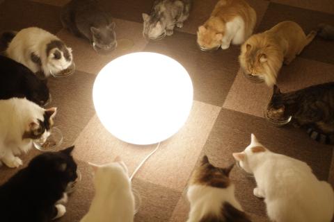 Twelve cats eating food around a lamp. The Thai for "twelve cats eating food around a lamp" is "แมวสิบสองตัวกินอาหารรอบโคมไฟ". Twelve cats eating food around a lamp. The Thai for "twelve cats eating food around a lamp" is "แมวสิบสองตัวกินอาหารรอบโคมไฟ".