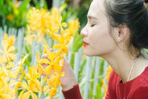 A woman and yellow orchids. The Thai for "a woman and yellow orchids" is "ผู้หญิงและดอกกล้วยไม้สีเหลือง". A woman and yellow orchids. The Thai for "a woman and yellow orchids" is "ผู้หญิงและดอกกล้วยไม้สีเหลือง".