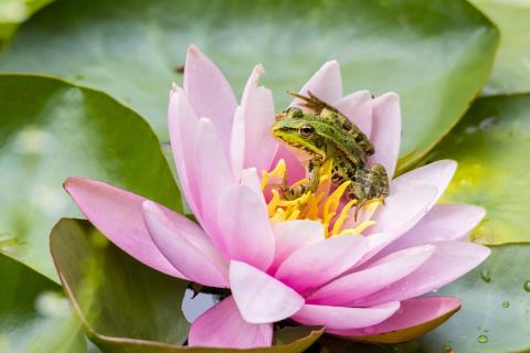 A frog on a lotus flower. The Thai for "a frog on a lotus flower" is "กบบนดอกบัว". A frog on a lotus flower. The Thai for "a frog on a lotus flower" is "กบบนดอกบัว".
