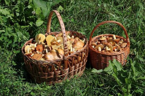 Two baskets of mushrooms. The Thai for "two baskets of mushrooms" is "เห็ดสองตะกร้า". Two baskets of mushrooms. The Thai for "two baskets of mushrooms" is "เห็ดสองตะกร้า".