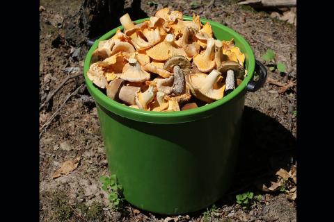 Mushrooms in a green bucket. The Thai for "mushrooms in a green bucket" is "เห็ดในถังสีเขียว". Mushrooms in a green bucket. The Thai for "mushrooms in a green bucket" is "เห็ดในถังสีเขียว".