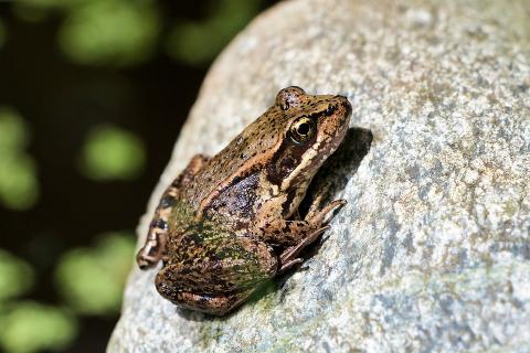 A frog on a rock. The Thai for "a frog on a rock" is "กบบนก้อนหิน". A frog on a rock. The Thai for "a frog on a rock" is "กบบนก้อนหิน".