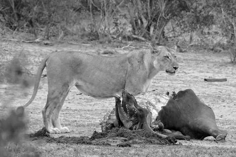 A lioness and a buffalo carcass. The Thai for "a lioness and a buffalo carcass" is "สิงโตและซากควาย". A lioness and a buffalo carcass. The Thai for "a lioness and a buffalo carcass" is "สิงโตและซากควาย".