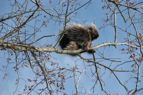 A porcupine up a tree. The Thai for "a porcupine up a tree" is "เม่นบนต้นไม้". A porcupine up a tree. The Thai for "a porcupine up a tree" is "เม่นบนต้นไม้".