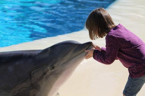 A dolphin with a girl. The Thai for "a dolphin with a girl" is "โลมากับเด็กผู้หญิง". A dolphin with a girl. The Thai for "a dolphin with a girl" is "โลมากับเด็กผู้หญิง".