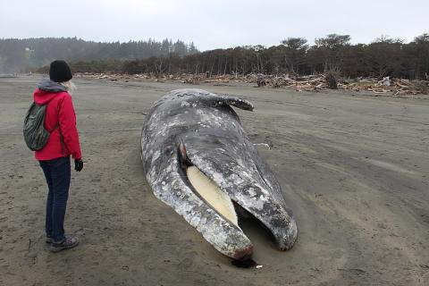 A woman and a whale carcass. The Thai for "a woman and a whale carcass" is "ผู้หญิงและซากวาฬ". A woman and a whale carcass. The Thai for "a woman and a whale carcass" is "ผู้หญิงและซากวาฬ".