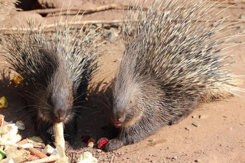 Two porcupines. The Thai for "two porcupines" is "เม่นสองตัว". Two porcupines. The Thai for "two porcupines" is "เม่นสองตัว".